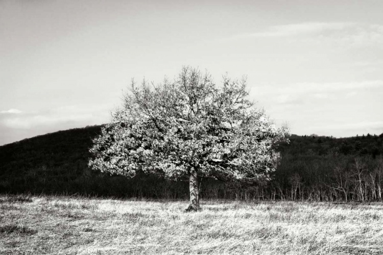 Picture of WINTER TREE I