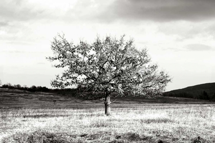 Picture of WINTER TREE II