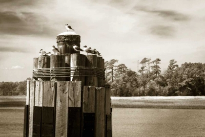Picture of PAMLICO GULLS I