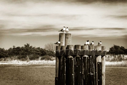 Picture of PAMLICO GULLS II