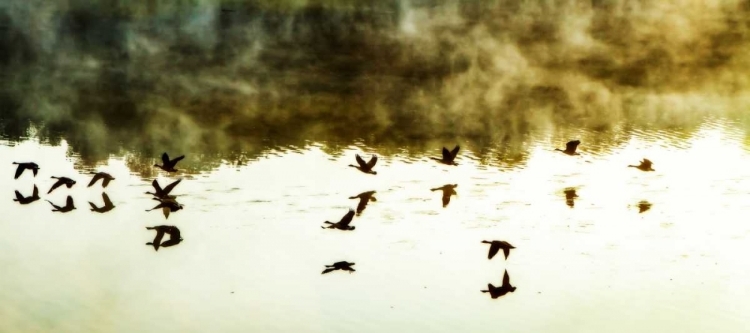 Picture of GEESE ON THE LAKE I