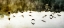 Picture of GEESE ON THE LAKE II