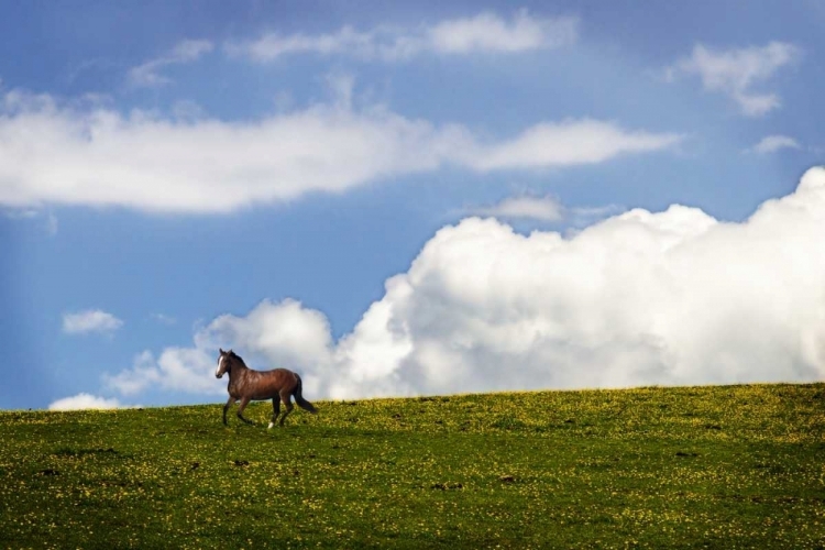 Picture of HORSES IN THE CLOUDS I