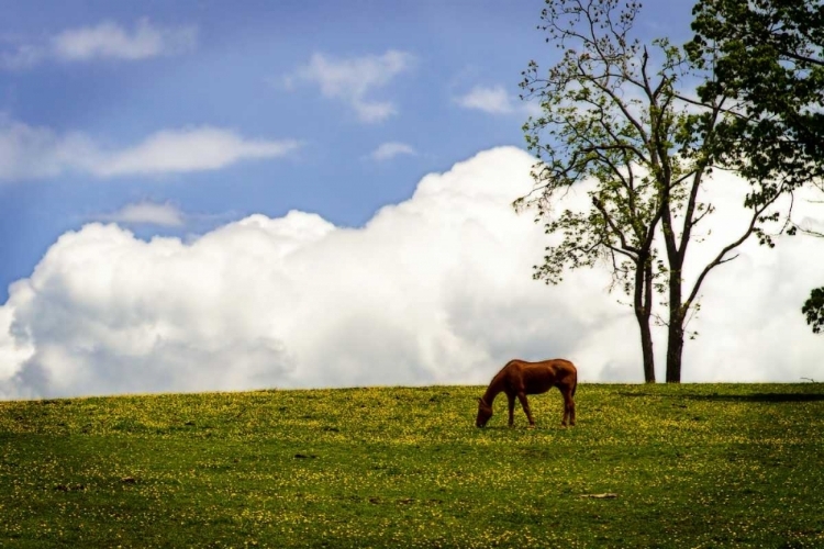 Picture of HORSES IN THE CLOUDS II