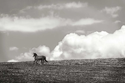 Picture of HORSES IN THE CLOUDS I - BW