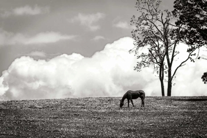 Picture of HORSES IN THE CLOUDS II - BW