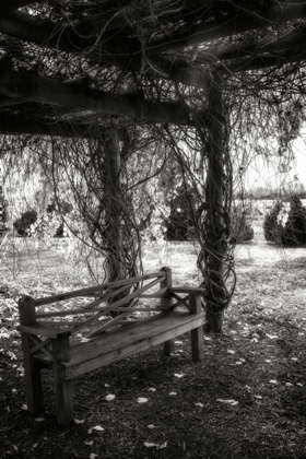 Picture of WINTER ARBOR I