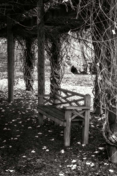 Picture of WINTER ARBOR II