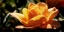 Picture of QUEEN OF FLOWERS I