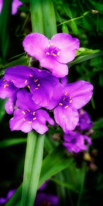 Picture of SPIDERWORT I