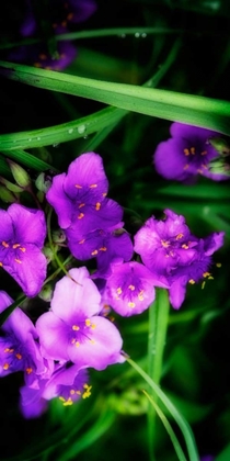 Picture of SPIDERWORT II