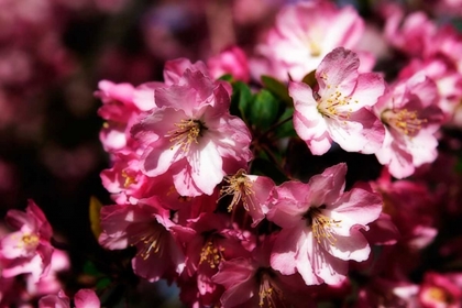 Picture of CHERRY BLOSSOMS I