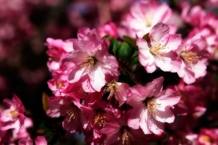 Picture of CHERRY BLOSSOMS I