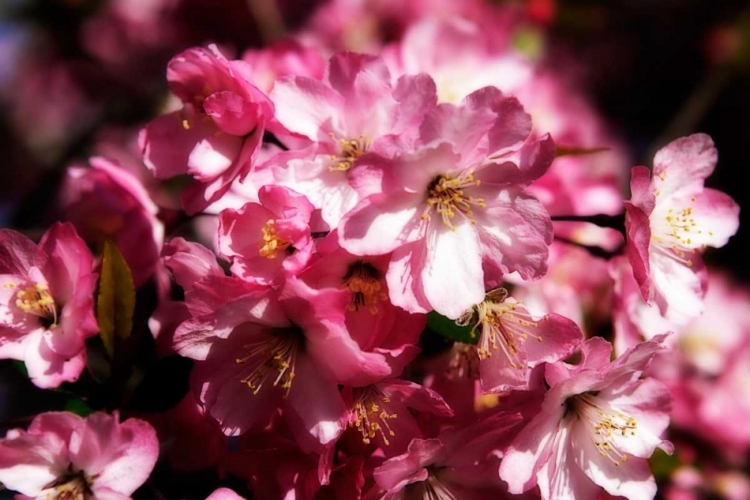 Picture of CHERRY BLOSSOMS II