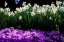 Picture of SPRING DAFFODILS I