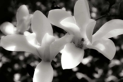 Picture of SAUCER MAGNOLIA I