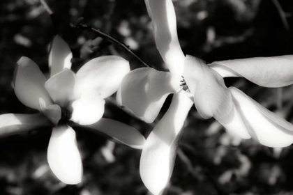 Picture of SAUCER MAGNOLIA III