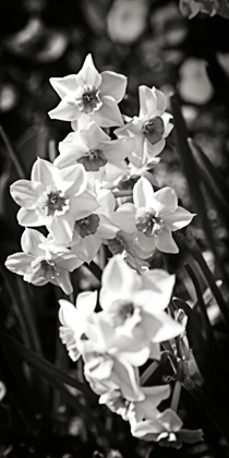Picture of DAFFODILS I