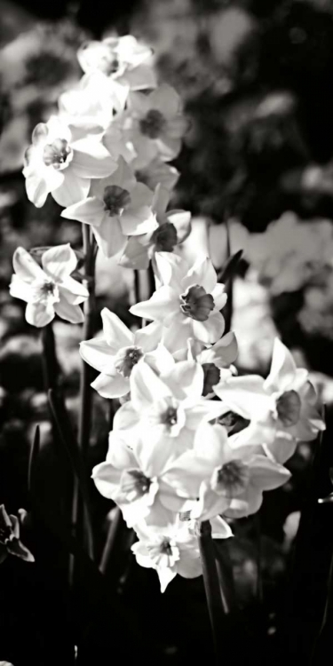 Picture of DAFFODILS II