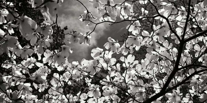 Picture of SPRING DOGWOOD I