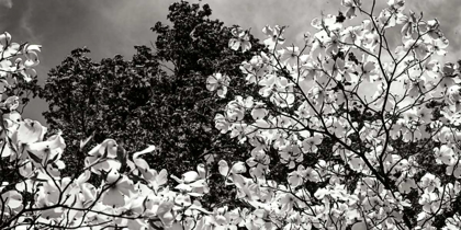 Picture of SPRING DOGWOOD II