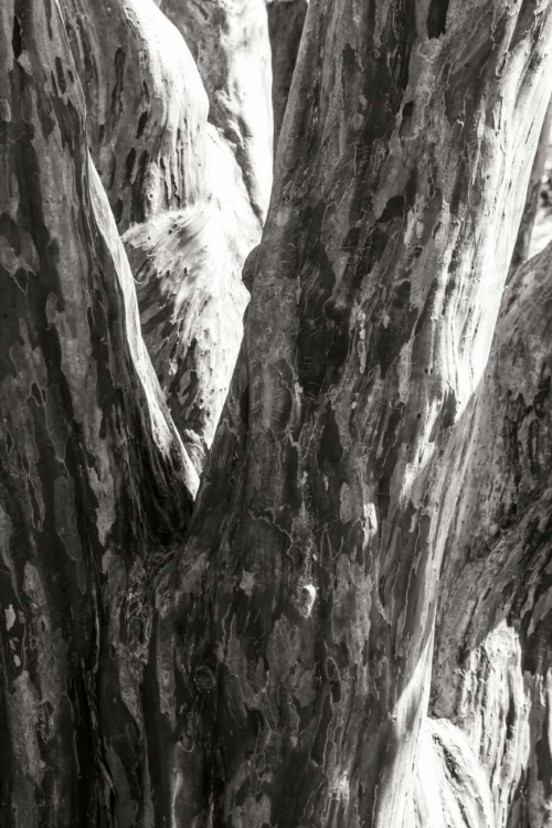 Picture of SHEDDED BARK I