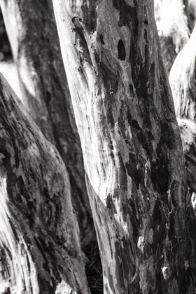 Picture of SHEDDED BARK II