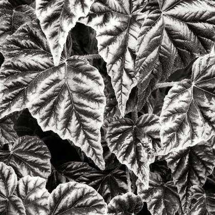 Picture of LEAFY COLLAGE I