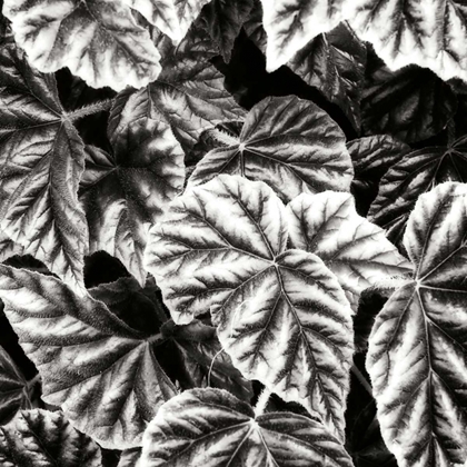 Picture of LEAFY COLLAGE II