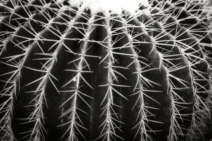 Picture of SPINY ROWS