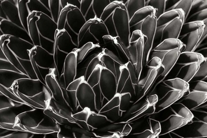 Picture of PATTERNED SUCCULENT