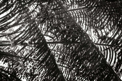 Picture of PALM IN THE LIGHT