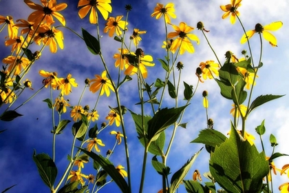 Picture of FLOWERS IN THE SUN I