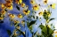 Picture of FLOWERS IN THE SUN I