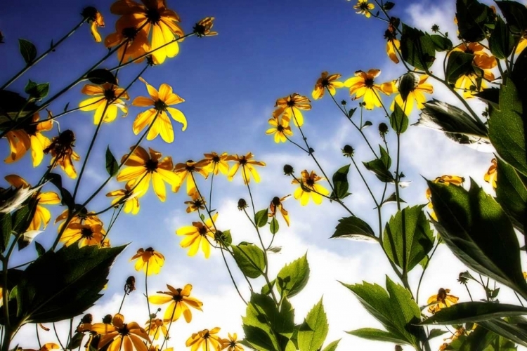 Picture of FLOWERS IN THE SUN II