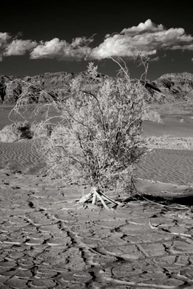 Picture of DEATH VALLEY DUNES I