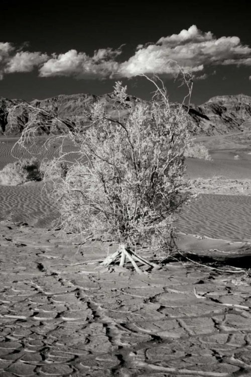 Picture of DEATH VALLEY DUNES I