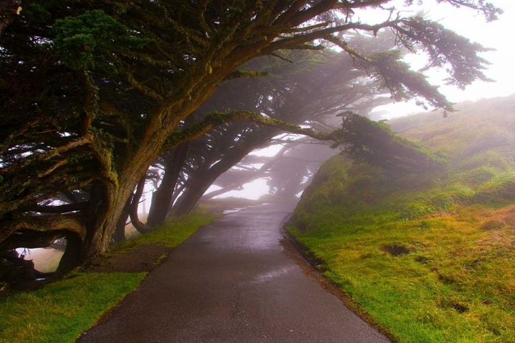 Picture of FOGGY PATH