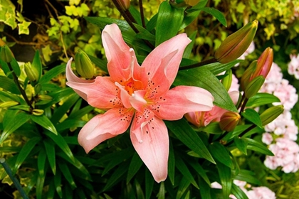 Picture of PINK LILY