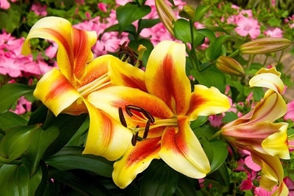 Picture of YELLOW LILIES