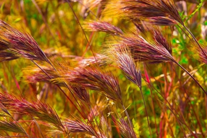 Picture of COLORFUL BRUSH