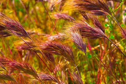 Picture of COLORFUL BRUSH