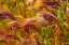 Picture of COLORFUL BRUSH