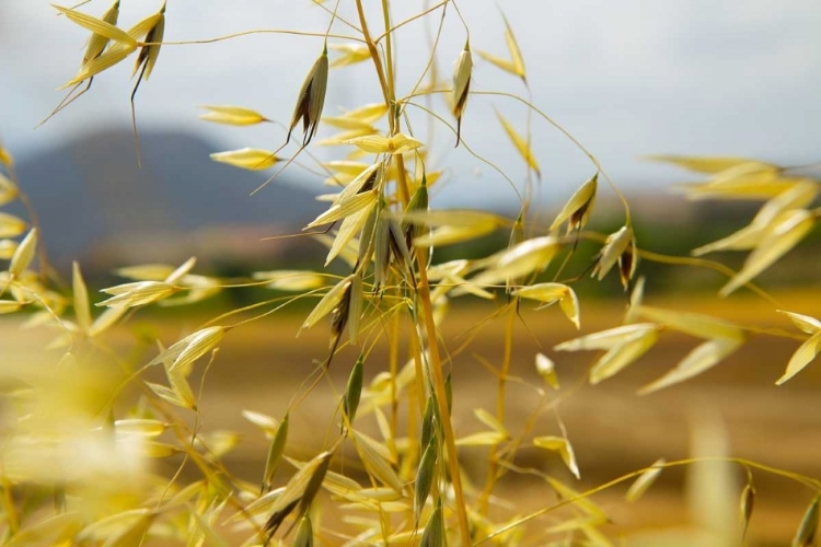 Picture of YELLOW FLOWERS