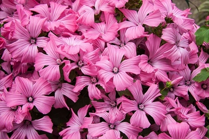 Picture of PINK FLOWERS