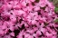 Picture of PINK FLOWERS
