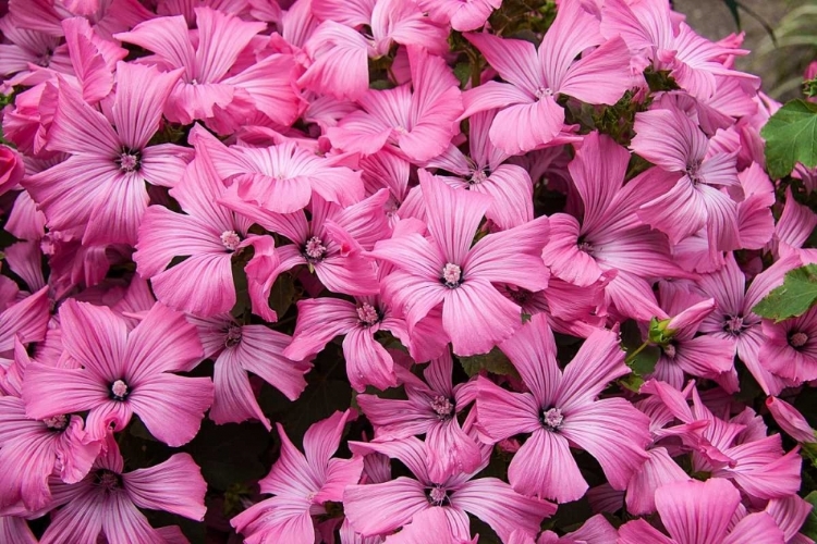 Picture of PINK FLOWERS