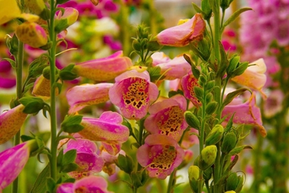 Picture of PURPLE AND YELLOW BELLS