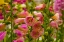 Picture of PURPLE AND YELLOW BELLS