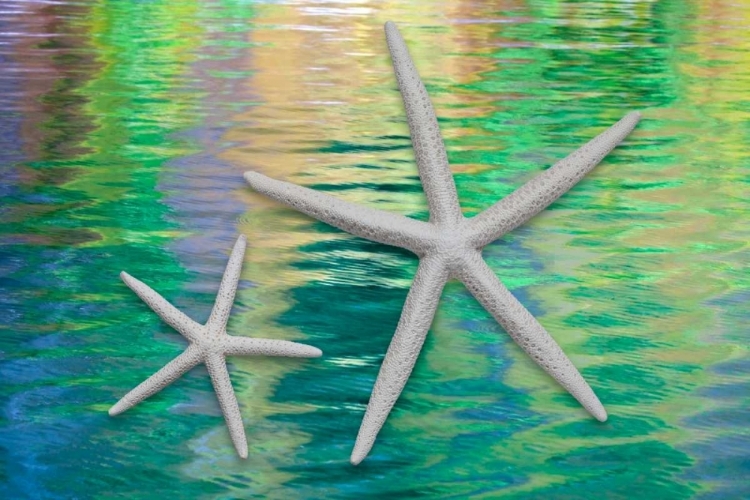 Picture of STARFISH ON WATER II